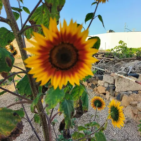 Lagar De Abuelos Apartment San Miguel de Abona