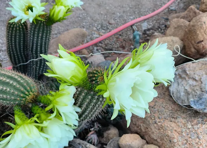 Apartment Lagar De Abuelos