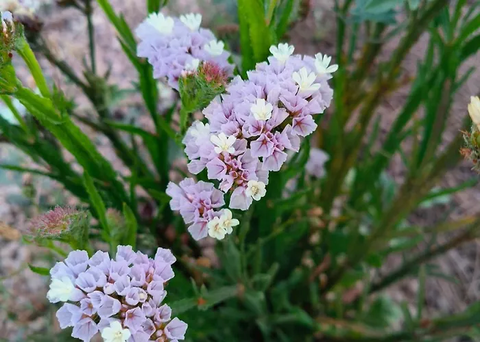 Apartment Lagar De Abuelos San Miguel de Abona