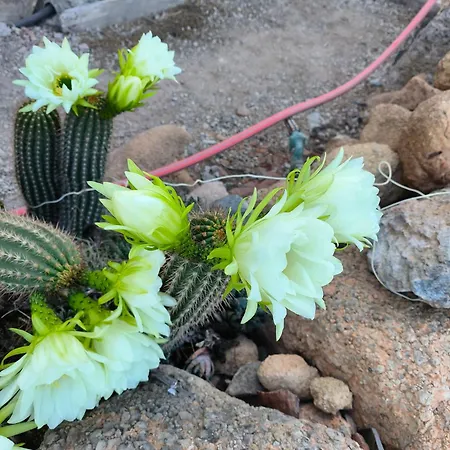 Apartamento Lagar De Abuelos