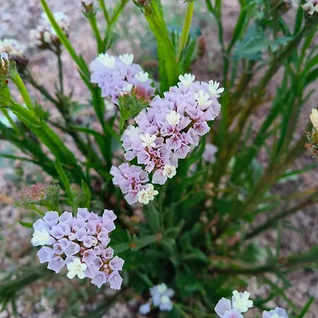 Apartamento Lagar De Abuelos San Miguel de Abona