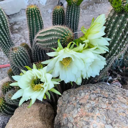 Lagar De Abuelos Appartamento San Miguel de Abona