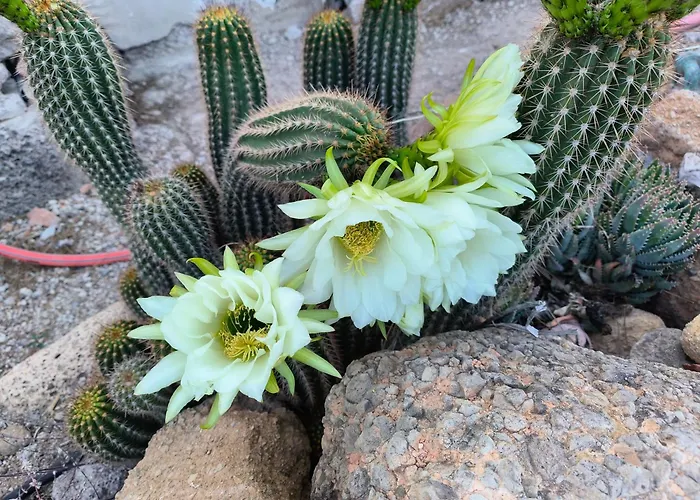 Lagar De Abuelos Apartament San Miguel de Abona